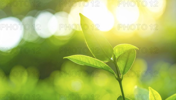 Natural green leaves plants, spring ans summer background cover page, golden soft light, green and yellow hues, ecology wallpaper illustration, AI Generated image