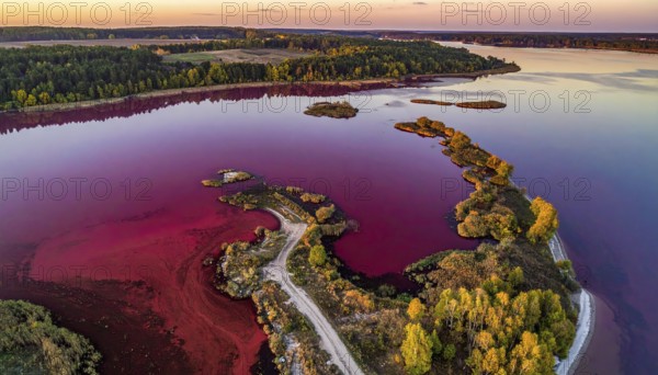 Red algae plant on the lake. abstract ecology nature concept, wild landscape with vibrant red colored water and green forest on a sunny day in summer, Aerial view, wilderness nature with no people around, AI generated