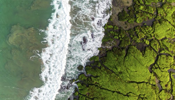 Green algae on the sandy shore of an ocean. Fascinating phenomenon of wild coastline with green plants, white sands, stone, blue water and cliffs, Aerial view of a beautiful abstract unreal and textured landscape, AI generated