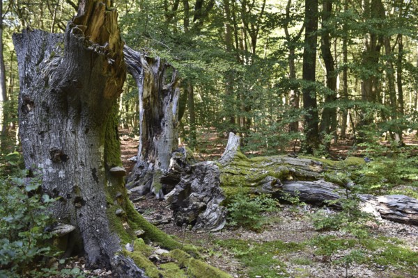 Dead wood in beech forest, Darß primeval forest, Darßer Wald, Mecklenburg-Western Pomerania, Germany