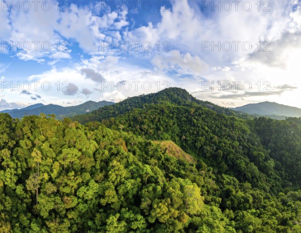 Banner background of tropical forest landscape scene, green wild jungle, cloudy sky at morning, concept and symbol of environmental ecology and sustainable energy, AI generated