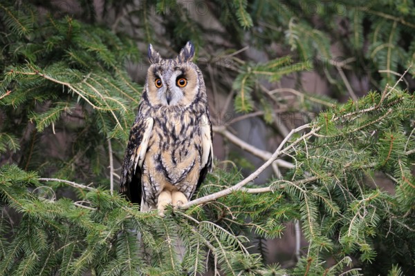 Long-eared owl (Asio otus), adult, on tree, in winter, alert, Bohemian Forest, Czech Republic, Europe, Germany