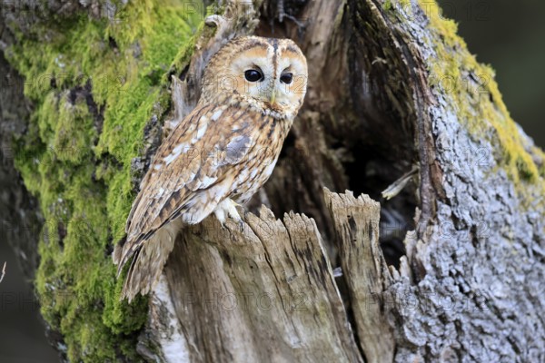Tawny owl (Strix aluco), adult, perch, on tree, in winter, alert, Bohemian Forest, Czech Republic, Europe, Germany
