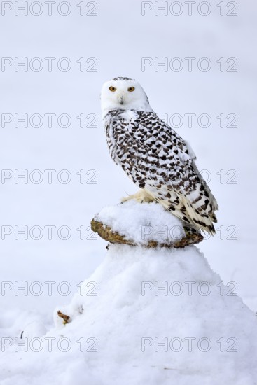 Snowy owl (Nyctea scandiaca), snowy owl, adult, alert, in snow, perch, in winter, Bohemian Forest, Czech Republic, Europe, Germany, captive