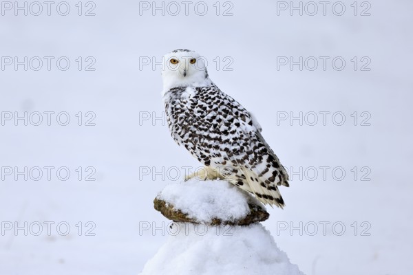 Snowy owl (Nyctea scandiaca), snowy owl, adult, alert, in snow, perch, in winter, Bohemian Forest, Czech Republic, Europe, Germany, captive