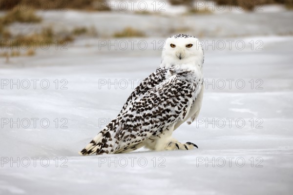 Snowy owl (Nyctea scandiaca), snowy owl, adult, alert, in snow, foraging, in winter, Bohemian Forest, Czech Republic, Europe, Germany, captive