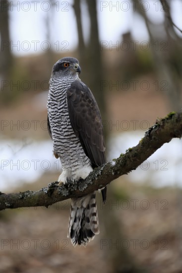 Hawk (Astur gentilis), adult, female, on tree, in winter, alert, Bohemian Forest, Czech Republic, Europe, Germany