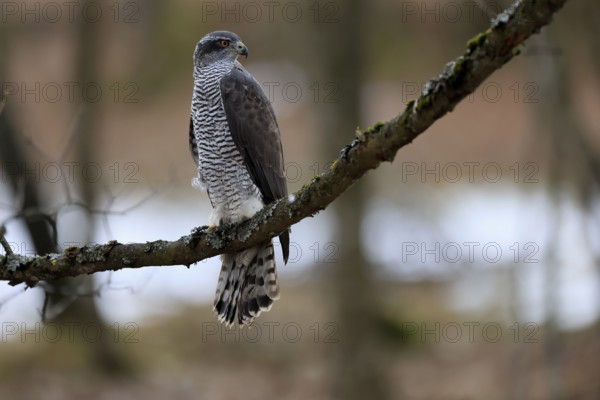 Hawk (Astur gentilis), adult, female, on tree, in winter, alert, Bohemian Forest, Czech Republic, Europe, Germany
