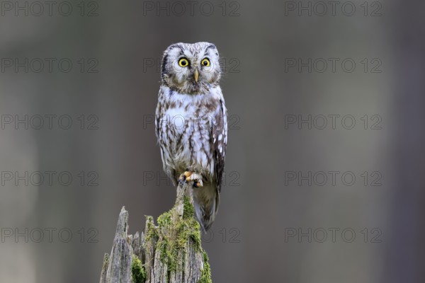 Roughfoot owl (Aegolius funereus), groufoot owl, adult, perch, alert, in winter, Bohemian Forest, Czech Republic, Europe, Germany