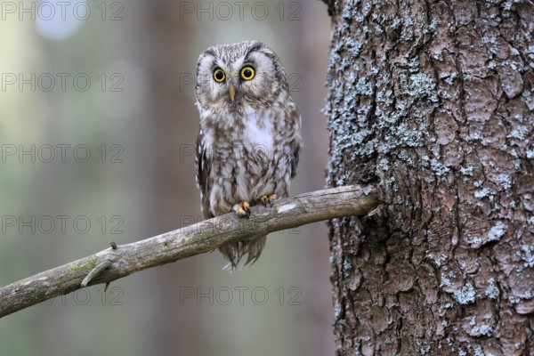 Roughfoot owl (Aegolius funereus), groufoot owl, adult, on tree, alert, in winter, Bohemian Forest, Czech Republic, Europe, Germany