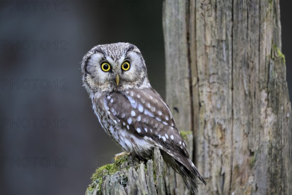 Roughfoot owl (Aegolius funereus), groufoot owl, adult, perch, tree trunk, alert, in winter, Bohemian Forest, Czech Republic, Europe, Germany