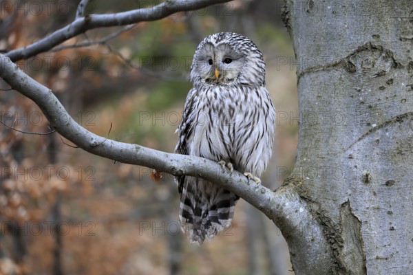 Hawk owl (Strix uralensis), adult, in winter, on tree, Bohemian Forest, Czech Republic, Europe, Germany