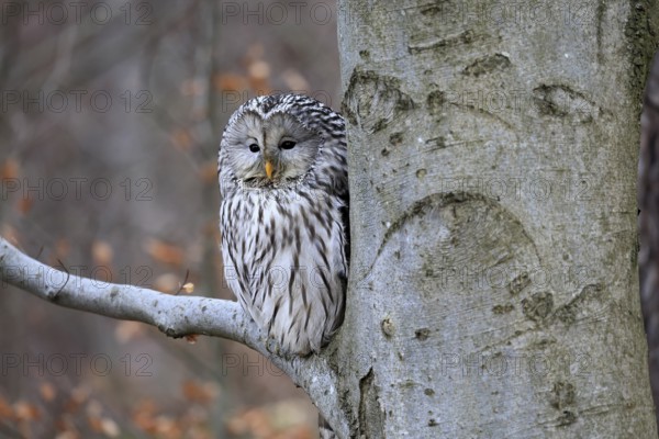 Hawk owl (Strix uralensis), adult, in winter, on tree, on tree trunk, Bohemian Forest, Czech Republic, Europe, Germany