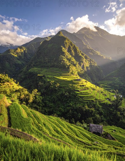 Early morning light bathes Philippines rice terraces cascading down mountain slopes, beautiful golden light, AI generated