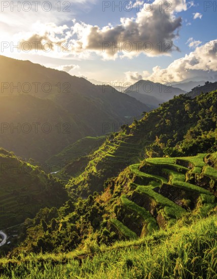 Early morning light bathes Philippines rice terraces cascading down mountain slopes, beautiful golden light, AI generated