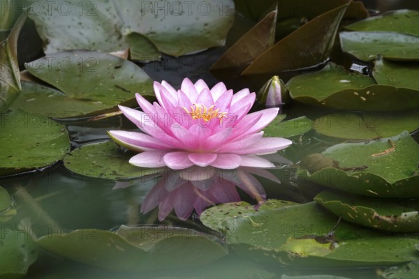 Picturesque water lily, summer, Germany