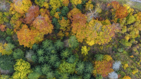 Autumn forest in the Black Forest. Drone photo of trees in colorful autumn leaves and conifers, some have dry branches. Titisee-Neustadt, Baden-Württemberg, Germany
