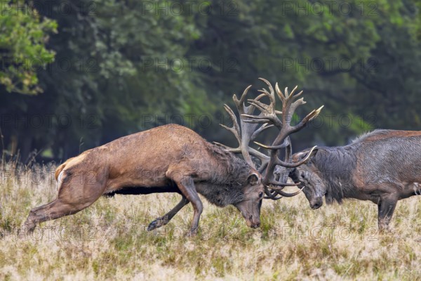 Two rutting red deer (Cervus elaphus) stags fighting by locking antlers during fierce mating battle in grassland at forest edge during rut in autumn