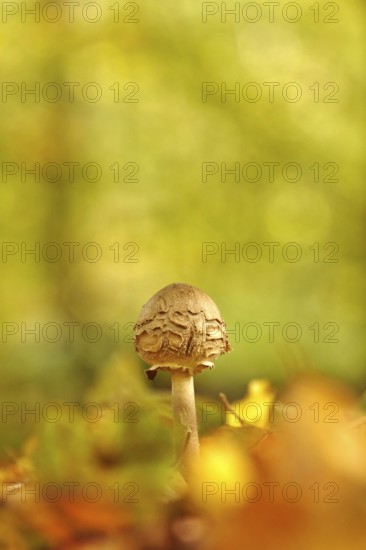 Autumn time in the forest, October, Pilz, Germany