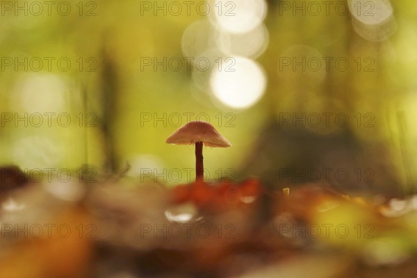 Autumn time in the forest, October, Pilz, Germany