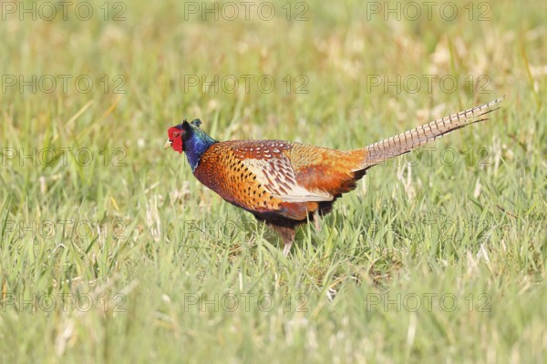 Pheasant, hunting pheasant (Phasianus colchicus), adult male bird in a meadow, wildlife, lembruch, ox moor, Dümmer nature park Park, Lower Saxony, Germany