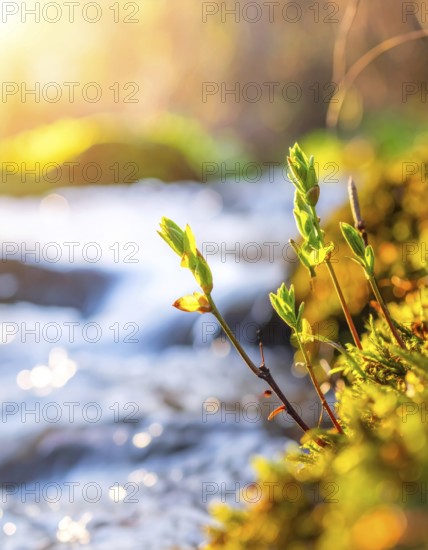 Beautiful spring detailed stream of fresh water, vibrant blooming young green plants, wallpaper banner for springtime and summer nature concept, AI generated