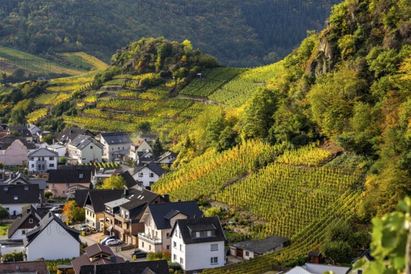 Vineyards in autumn in the middle Ahr Valley, near Mayschoß, Rhineland-Palatinate
