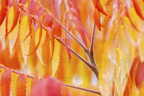Vinegar tree (Rhus typhina) in autumn colors, autumn, Krauchenwies, Upper Danube nature park Park, Baden-Württemberg, Germany