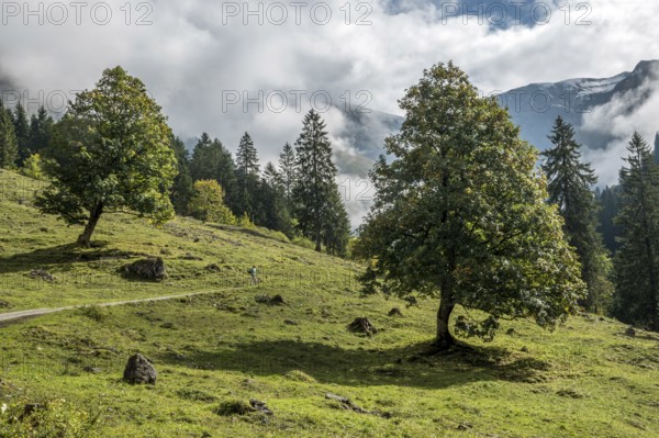 Hiking trail in the Dietersbachtal from Gerstruben to Alpe Dietersbach, Nebelschwanden hang in the valley, Oberstdorf, Allgäu Alps, Oberallgäu, Bavaria, Germany