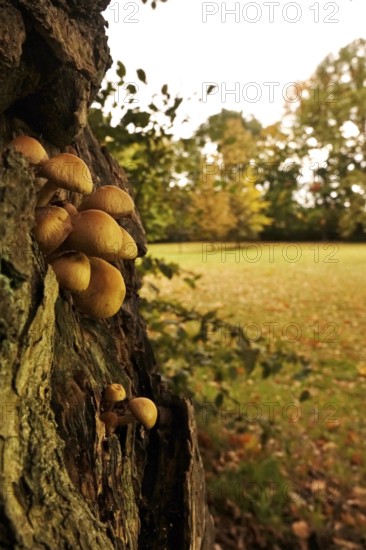 Autumn time, mushrooms in the forest, October, Germany