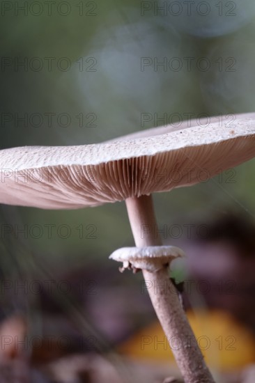 Autumn time, mushroom in the forest, October, Germany