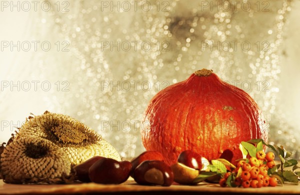 Autumn still life with pumpkin, sunflowers, chestnuts, October, Germany