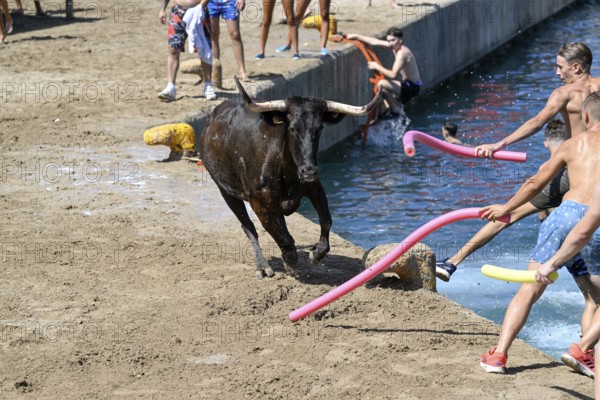 Bous a la Mar Fair, in English Bulls in the Sea, Bullfighting, Javea or Xàbia, Alicante Province, Comunidad Valenciana, Spain