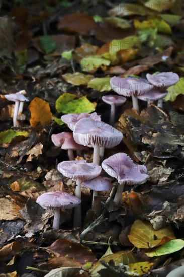 Purple lacquer funnel (Laccaria amethystina) in the forest, autumn time, October, Saxony, Germany