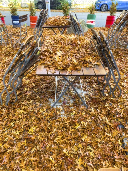 Autumn in town, car parked under deciduous tree, swamp oak, ground and vehicle covered with fallen leaves, Essen, North Rhine-Westphalia