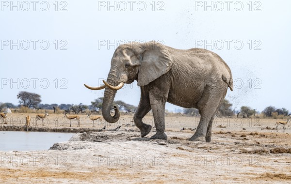 African elephant (Loxodonta africana), adult male, splashes water at the waterhole, Nxai Pan National Park, Botswana
