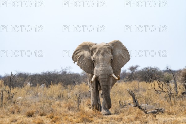 African elephant (Loxodonta africana), adult male in the savanna, Nxai Pan National Park, Botswana