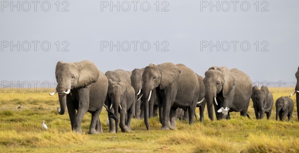 African elephant (Loxodonta africana) large herd with young animals and herons (Bubulcus ibis), in morning light, Amboseli National Park, Rift Valley Province, Kenya