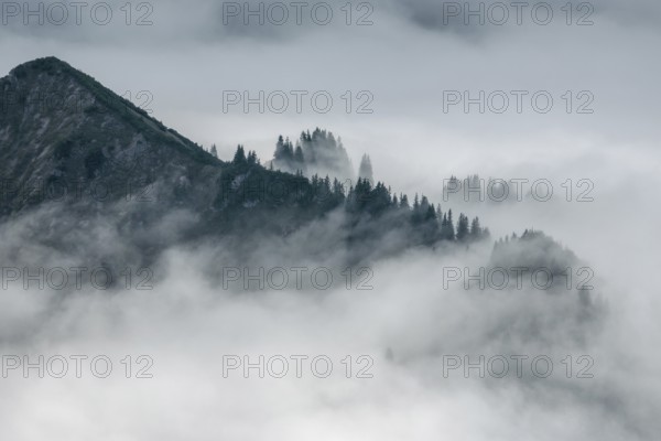 Ridge with conifers sticking out of fog, Allgäu Alps, near Oberstdorf, Oberallgäu, Allgäu, Bavaria, Germany