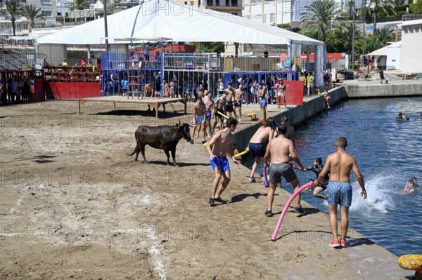 Bous a la Mar Fair, in English Bulls in the Sea, Bullfighting, Javea or Xàbia, Alicante Province, Comunidad Valenciana, Spain