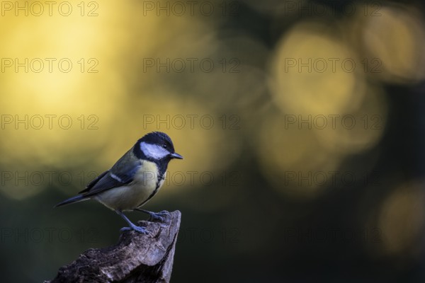 Great tit (Parus major), Emsland, Lower Saxony, Germany