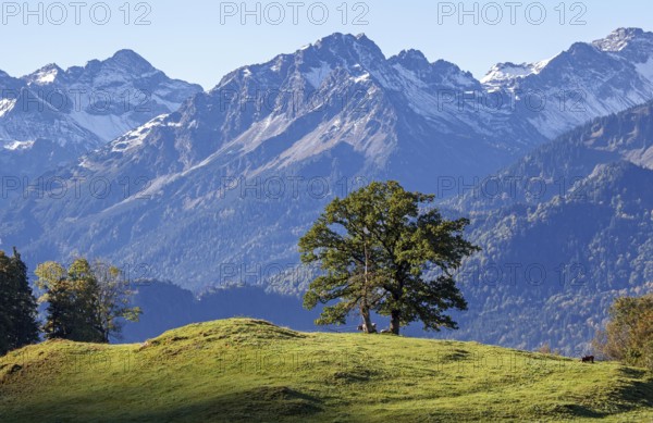 Group of trees with cattle, snow-covered mountains of the Allgäu Alps, near Schöllang, Oberallgäu, Allgäu, Bavaria, Germany