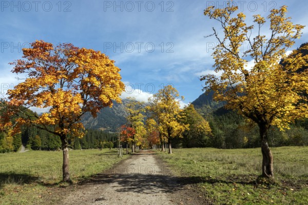 Autumn atmosphere, avenue with autumn-colored sycamore trees, Stillach Valley, near Heini-Klopfer Skiflugschanze, Oberstdorf, Oberallgäu, Allgäu, Bavaria, Germany