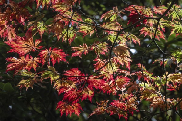 Adenhut leaf maple (Acer japonicum aconitifolium), autumn leaves, Emsland, Lower Saxony, Germany