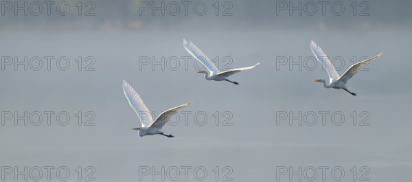 Great egret (Ardea alba), three herons flying over a lake in warm, orange morning light, Lower Saxony, Germany
