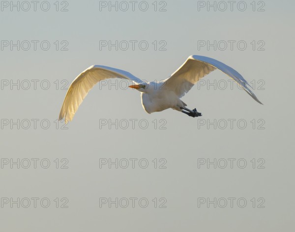 Great egret (Ardea alba) in flight, in warm, orange morning light, Lower Saxony, Germany
