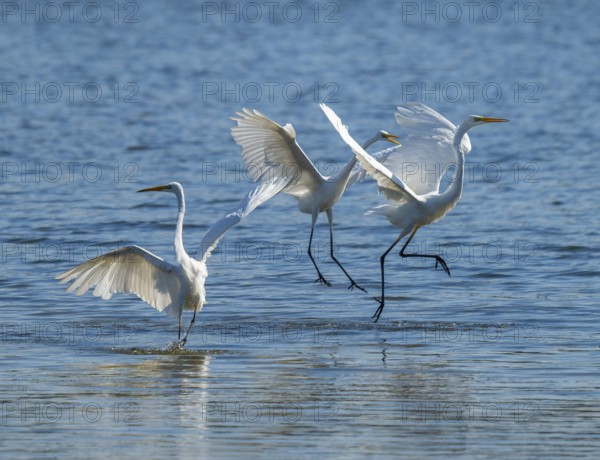 Great egret (Ardea alba), three herons fighting in the shallow water zone of a lake, dispute, blue water, Lower Saxony, Germany