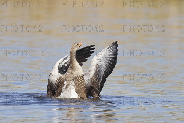 Greylag goose (Anser anser), flapping its wings on a pond, Wagbachniederung nature reserve, Waghäusel, Baden-Württemberg, Germany