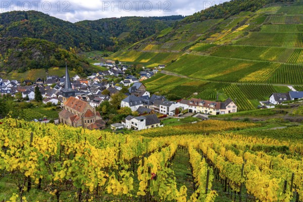 Vineyards in autumn in the central Ahr valley, near Mayschoß, Rhineland-Palatinate