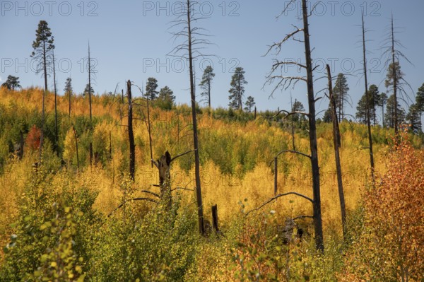 Jacob Lake, Arizona - Aspens show their brilliant fall colors as they revegetate the area burned by the Warm Fire in 2006. That wildfire burned 60, 000 acres north of the Grand Canyon in Kaibab National Forest